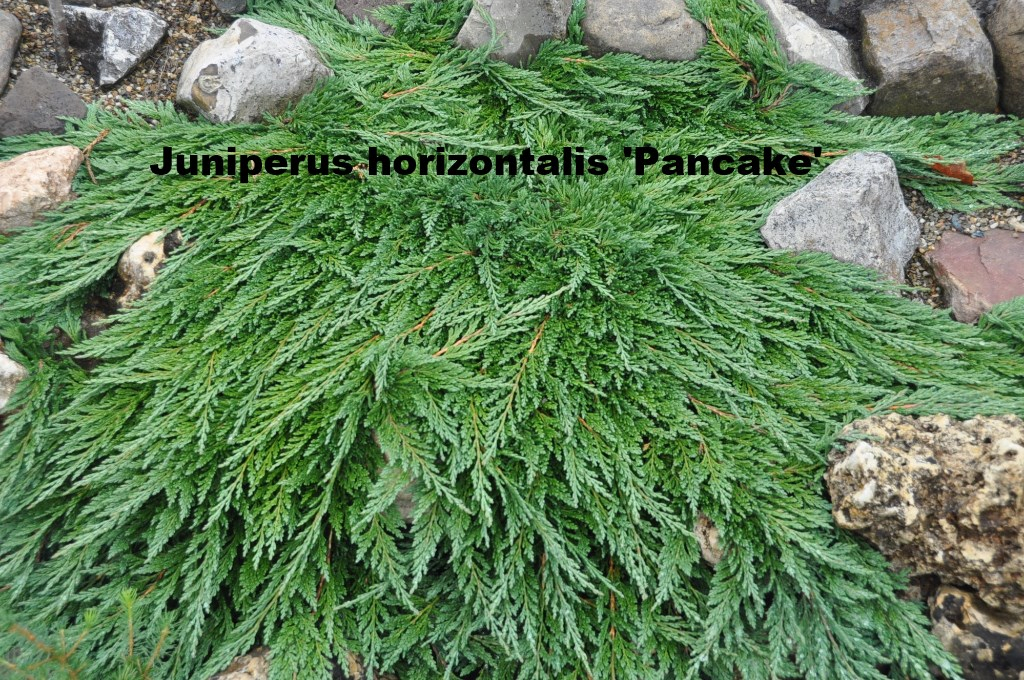 Juniperus horizontalis 'Pancake'.JPG