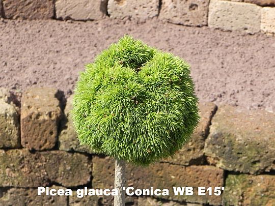 Picea gl. Conica wb e15.JPG