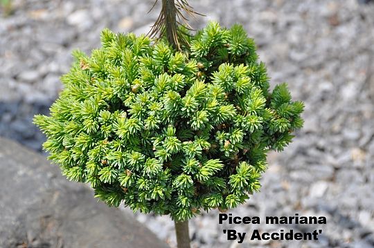 Picea mariana 'By Accident'.JPG
