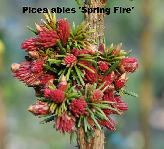 Picea abies Spring Fire.JPG