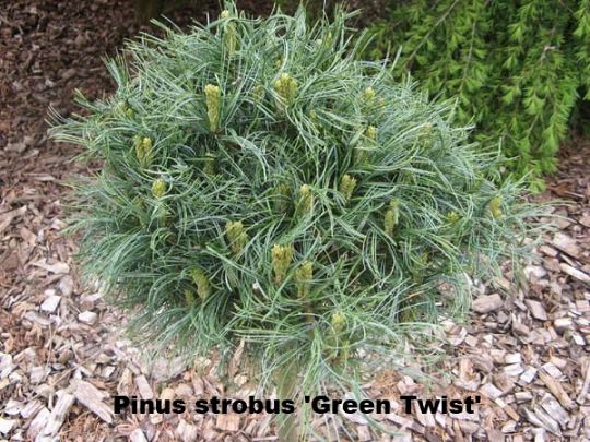 Pinus strobus Green Twist.jpg